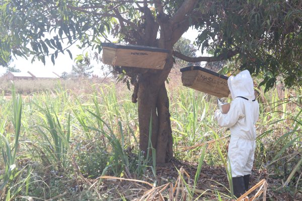 Mai Aisha Trust Bee Keeping