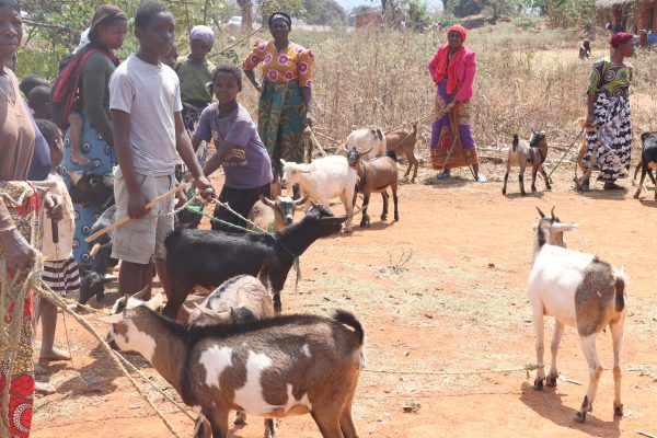Mai Aisha Trust Goat Pass-On Project.